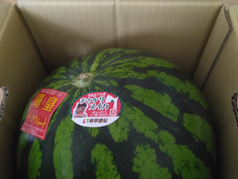 甘い旨いスイカ　大玉　8㌔-9㌔　羅皇ザスイート