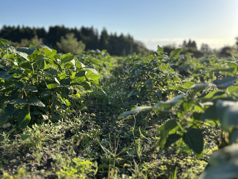 【期間限定】甘い！自然栽培枝豆『音更大袖振大豆』（500g×2p）