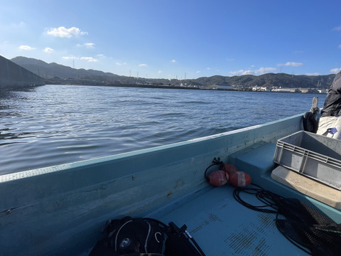 漁師直送！！赤ナマコ 海鼠（なまこ）1kg（4～7個）【大阪最南端 岬町産】