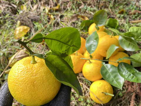 《農薬不使用》かぼす発祥の地/臼杵市産/香り高いかぼす《大分一号》10kg