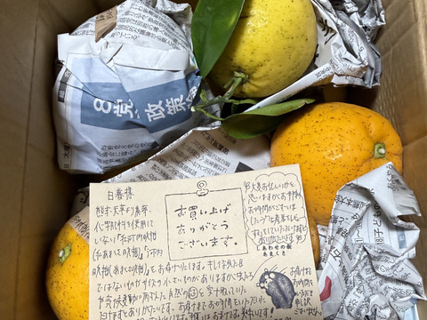 【柑橘食べ比べ】紅河内晩柑&河内晩柑　箱込み2kg　栽培期間中に農薬、化学肥料不使用