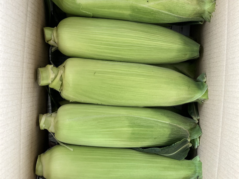 【北海道十勝産】とうもろこし10本入（80サイズ）《収穫後即日発送》
