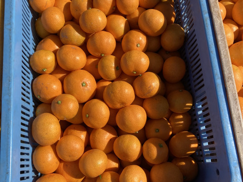 【糖度18度以上】濃厚・絶品スペシャルなプレミアム小玉早生ミカン　5kg