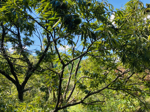 【幻の栗☆利平栗】自然栽培！数量限定☆大粒L～１キロ