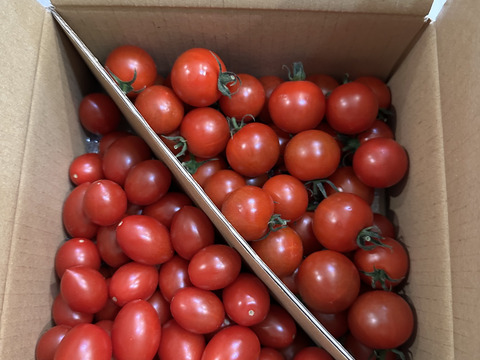 フルティカとアイコ詰合せ2つのおいしさが楽しめるあまーいとまと１ｋｇ