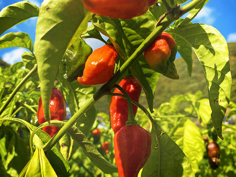 【冷凍唐辛子】これは辛いっっ！ナーガ・モリッチ（総量100g）農薬・化学肥料不使用