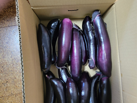 『訳ありお手頃価格』旬の野菜！新鮮！熊本県産！朝採りナス(1.5kg〜2.5kg)