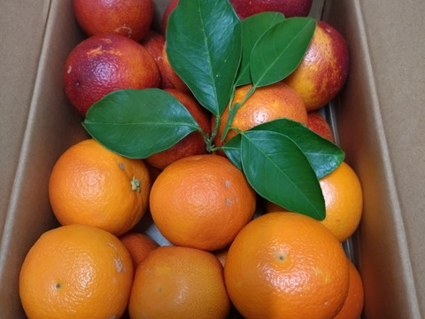 【ブサ皮】ブラッドオレンジ   約2.5kg