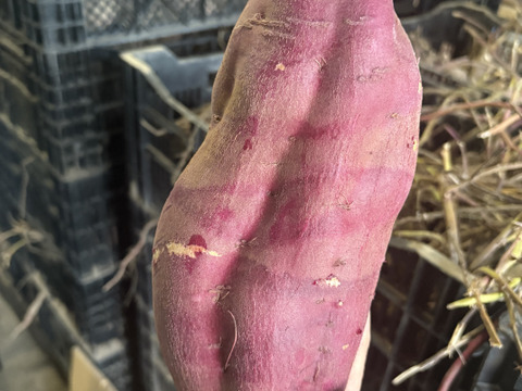 【訳あり品】ホックホクのさつまいも『紅あずま』（5kg）3L〜サイズ