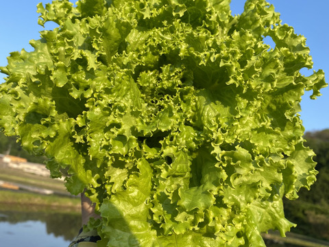 2kg【数量限定】農薬不使用のリーフレタス！今だけの柔らかいレタスが食べれる！