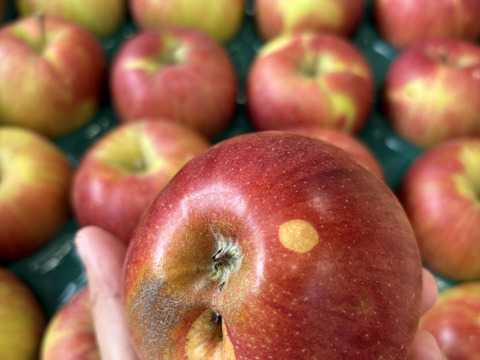 大訳あり シナノスイート5キロ箱 長野県産