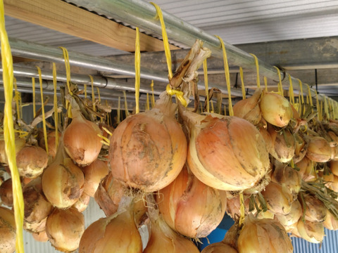 サイズ色々訳あり★新玉ねぎ★兵庫県但馬産【5キロ】