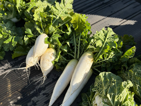 【味グルメ大根７本】雪の下で甘みを蓄えました。雪中大根。