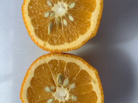 知多半島産　訳あり甘夏9ｋｇ【栽培期間中農薬不使用】