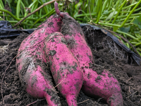 しっかり甘い、しっとり旨い「晩秋のお月見さつまいも」5kg