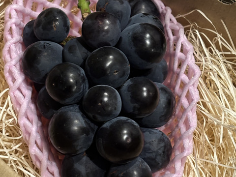 甘くて酸味が絶妙で大粒な　ナガノパープル　２房（500ｇ×２房）1000ｇ