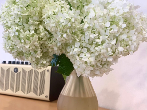 【癒しのお花】アナベル　5本　(30〜50cm)