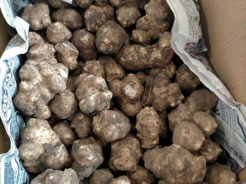 洗いなし【自然栽培】菊芋4kg