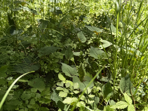 当農園の自然豊かな山で採れたドクダミ300gです。採れたてをその日のうちに発送致します。8月末まで