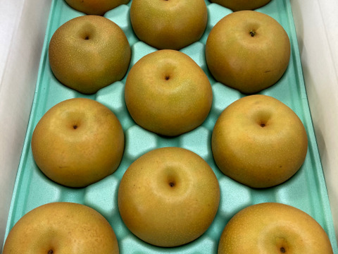 新高【贈答品】3kg箱　迫力のある大きな梨　採りたてを直送！