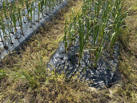 とってもあま〜い『黒ニンニク』200g