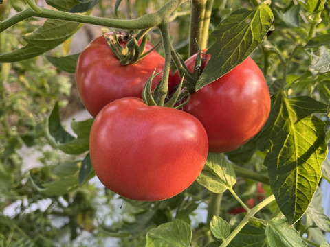 肉厚ほうれん草と完熟桃太郎トマトのセット