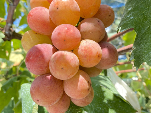 ［5箱限定］#今が旬！安芸クイーンとピオーネ☆☆ご家庭用