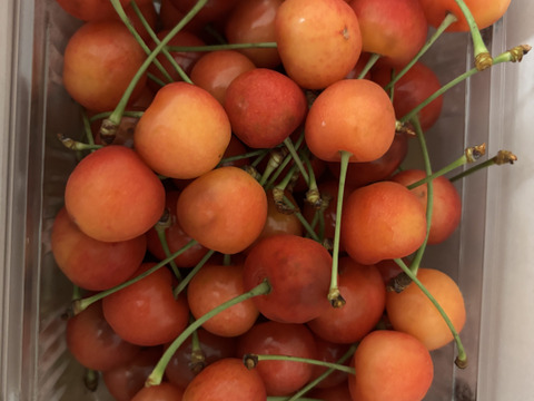 山形県産 さくらんぼ「佐藤錦」秀  500g  (L以上)