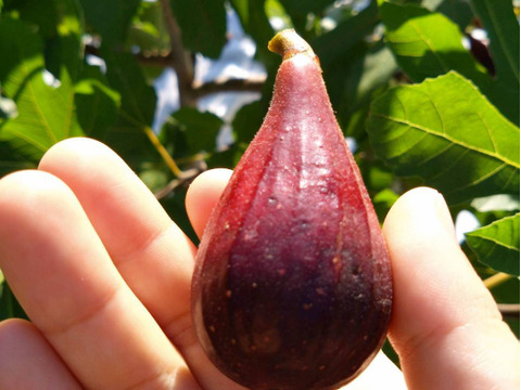 希少いちじく2種セット【農薬・除草剤・化学肥料不使用】和歌山県産