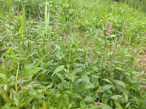 野草「イヌタデ」別名「アカマンマ」生葉☆可愛いピンク色の花部を料理の彩りに☆畑内の管理された場所でのイヌタデ🌿10本以上🏣ゆうパック