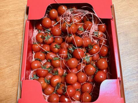 Ⓜ1.2kg《春だ！旬だ！プチぷよだ！》プチぷよ《春の陣》