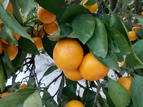 【濃い甘味】させぼ小玉みかん(ご家庭用・5kg)