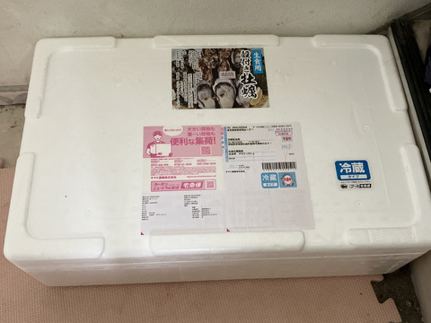 【期間限定10％値引き販売中】🦪 生食用５ｋｇ（30~80粒） 殻付き 牡蠣 牡蛎 殻付き牡蛎 kaki カキ 松島牡蠣屋 生牡蠣にも、BBQに最適🔥 海産物 オイスターA