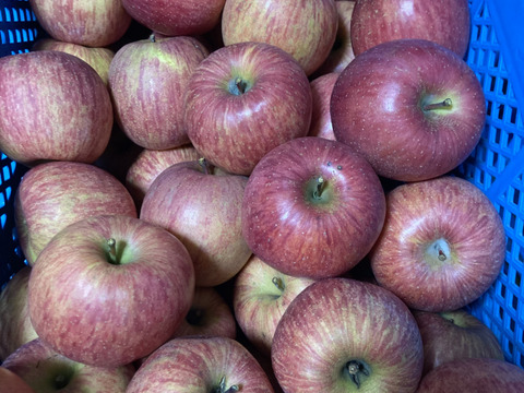 最終❗️山形県産　サンふじ🍎小玉🍎5キロ 訳あり家庭用❗️