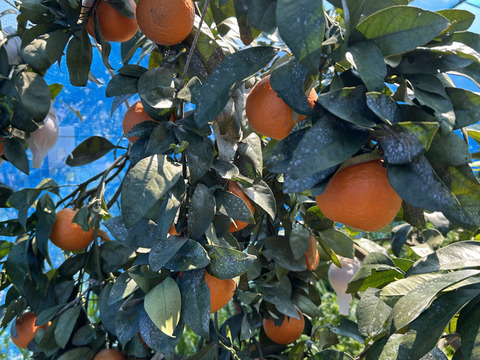 南津海　「なつみ」　約1.8kg 　ご家庭用