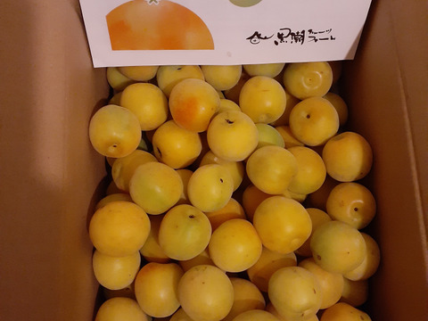 ［梅干し用］紀州完熟梅　3ｋｇ「節減対象農薬：栽培期間中不使用」