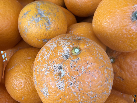 【訳あり品】清見オレンジ 4.5kg 和歌山県産【まるでゼリー！】