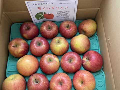 信州産葉とらずサンふじ家庭用5kg12〜16個入り 美味しさ重視のおすすめ品！