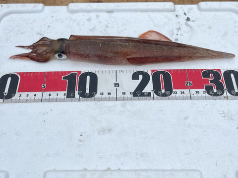 今が旬！！青森県産　ヤリイカ　約２kg