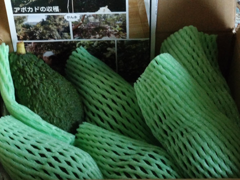 奇跡の国産「愛媛アボカド」愛媛県産約1㎏