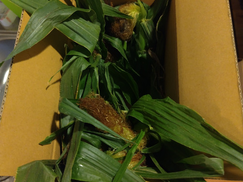 【食べ納め】どっちから食べる⁈生でもOK!!フルーツみたいなとうもろこし《恵味ゴールド》と白いとうもろこし《ピュアホワイト》