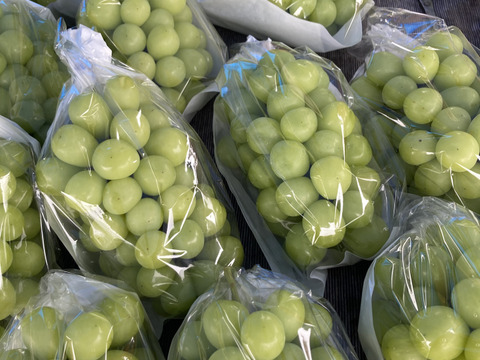 ぶどう 訳あり シャインマスカット 約1kg (2〜3房入り) 山形県産