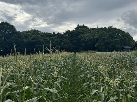 【クール便発送】 朝採り白いとうもろこし🌽 長野県軽井沢町産高原野菜 雪の妖精 新鮮とうもろこし20本セット