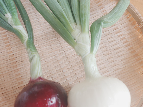 淡路島産たまねぎ赤【予約販売開始　数量限定】自然栽培★希少★固定種 在来種専門農家
（ 淡路産Awaji369farmからお届け）農薬不使用　無肥料栽培　内容【淡路島産　固定種　赤玉葱】3キロ