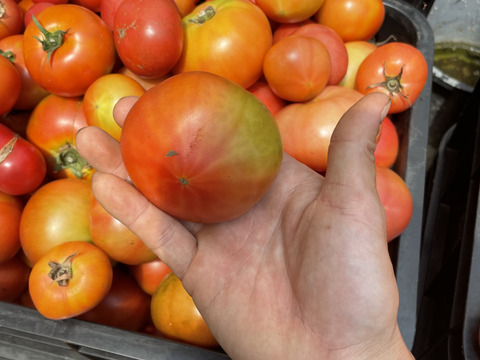 【加工用】トマト約4kg (約18〜40.玉)【福岡県産トマト】🍅  【母の日ギフト】