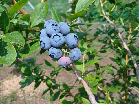 生ブルーベリー(1キロ)
mix「200g×5パック」期間限定商品
一人農家の為、一日3セット限定でのお届けになります。