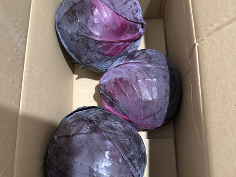 彩り鮮やか！　レッドキャベツ（紫キャベツ）使い切りサイズ　3玉入り
