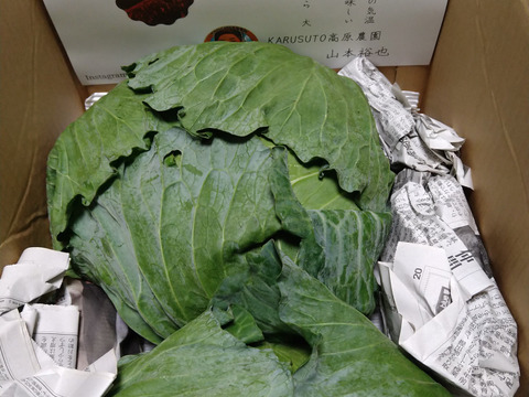 今が旬❗️甘〜い‼️大野ヶ原高原キャベツ🥬Lサイズx2p