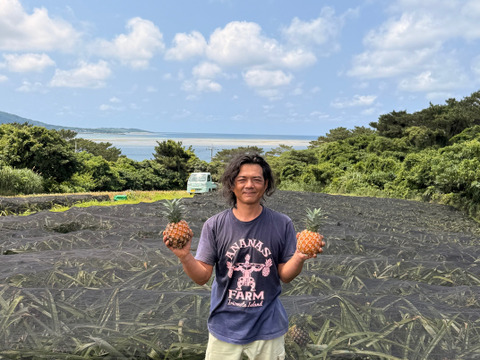 奇跡のオーガニックピーチパイン３ｋｇ(3～5個)『沖縄県西表島パイナップル』