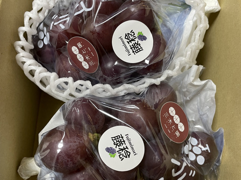 太陽さんさん露地栽培！ジューシー！あま〜い！味に自信あり！紀州有田巨峰村の種あり藤稔（ふじみのり）1kg(３～４房)